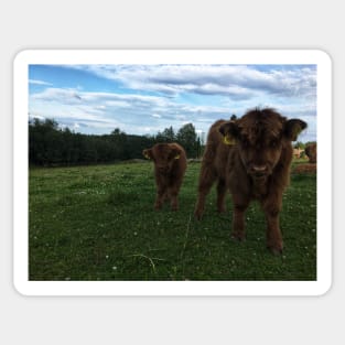 Scottish Highland Cattle Calves 1797 Sticker